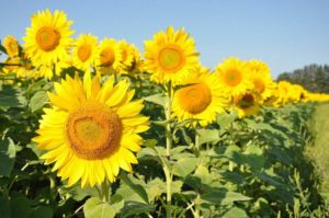 plantas-para-terrazas-con-mucho-sol_4_900