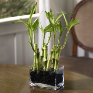 river-rock-bamboo-stf