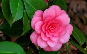 sompra-planta-camelias