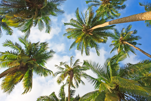 Mentor George Bernard Apariencia 10 de las especies de palmeras más utilizadas y conocidas en jardinería. ::  Decogarden