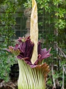 Amorphophallus-titanum (1)