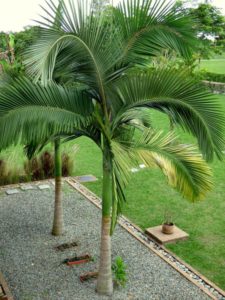 Mentor George Bernard Apariencia 10 de las especies de palmeras más utilizadas y conocidas en jardinería. ::  Decogarden