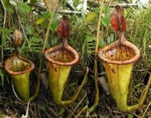 Nepenthes-attenboroughii