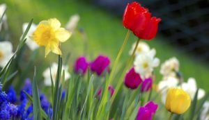 flores-para-decorar-la-casa-en-primavera2