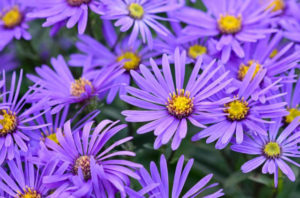 Italian aster (Aster amellus)