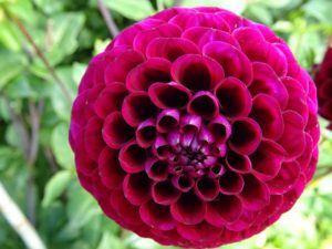 dahlia-1041332_960_720