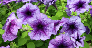 petunia_facebook