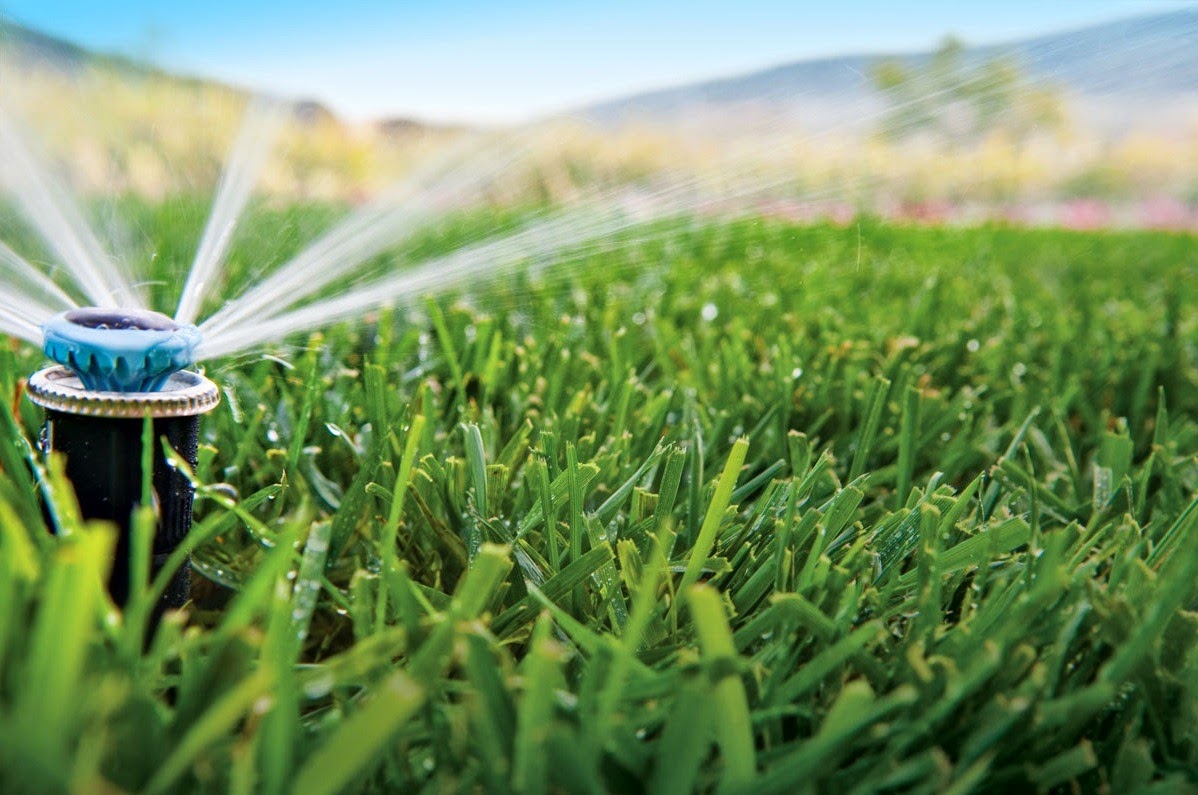 Consejos Infalibles Para Cuidar Las Plantas Cuando Hace Mucho Calor ...