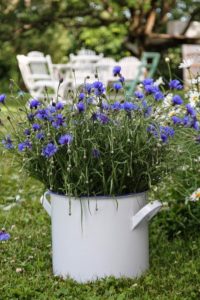 plantas-de-flor-azul-para-cultivar-en-maceta-04
