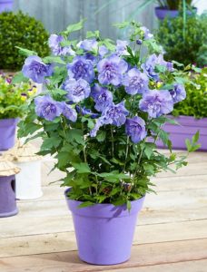 plantas-de-flor-azul-para-cultivar-en-maceta-05