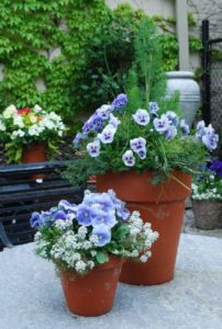 plantas-de-flor-azul-para-cultivar-en-maceta-07