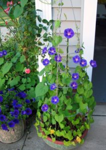 Plantas de flor azul para cultivar en maceta :: Decogarden